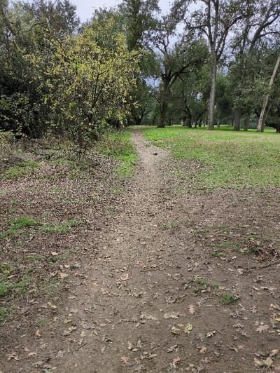 A dirt path lined with fallen leaves curves through a grassy area with trees in the background. A leafy bush grows on the left side of the path, adding to the natural setting. The sky is overcast, creating soft lighting. The scene evokes a sense of tranquility and exploration.