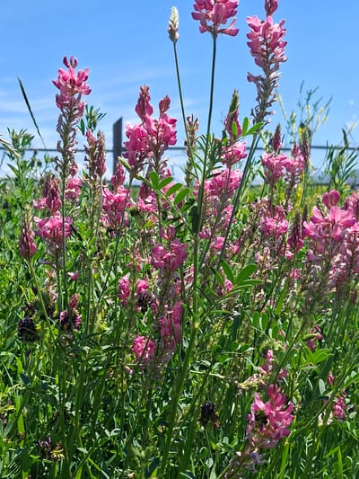 The image depicts a field of pink flowers, likely in bloom, under a clear blue sky. The flowers are small and clustered on tall, slender stems, with green foliage abundant throughout. The perspective is a close-up view, focusing on the density and variety of the blooms. Sunlight illuminates the scene, casting subtle shadows and highlighting the vibrant colors of the flowers and leaves. The setting appears to be a natural landscape, possibly a meadow or roadside, given the wild appearance of the flora. The clear sky suggests fair weather, likely daytime, with the sun positioned to create bright lighting conditions. There are no people or man-made objects prominently featured, emphasizing the natural beauty of the scene. A few darker, purplish flowers are interspersed with the pink ones, adding depth to the floral display. One notable detail is a bee visible among the flowers, suggesting pollination activity and a healthy ecosystem. The overall impression is one of a vibrant and lively natural environment, characterized by the abundance of flowering plants and the bright, sunny day.