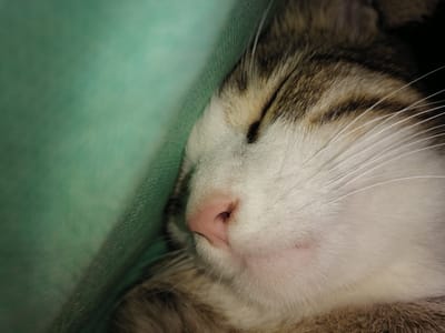 A close-up, eye-level, indoor shot shows a tabby cat sleeping, nestled against a bright teal fabric. The cat's face is mostly visible, with its eyes closed and its pink nose slightly wrinkled. The fur on its face is a mix of white and brown stripes. The teal fabric is draped over the cat, creating a soft, comforting environment. The background is dark, focusing all attention on the sleeping feline. This image was taken in Yangiyer, Uzbekistan.