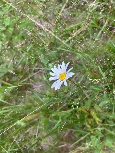 A single white daisy with a yellow center sits in the middle of a field of green grass and thin, feathery seed stalks. The background is blurred, suggesting a shallow depth of field or motion. The lighting is natural, likely daylight. The scene is an outdoor natural environment, possibly a meadow or roadside in Tolbazikha, Russia.