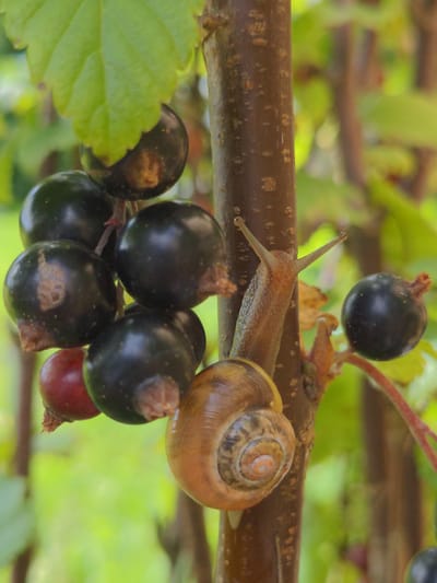 In Magherafelt, United Kingdom, a close-up, eye-level shot captures a snail slowly ascending a thin, brown branch laden with dark, ripe currants. The snail, a light brown color with a visible spiral shell, is positioned on the right side of the branch, its head extended upwards. The currants, some appearing almost black and others a deep purple, hang in clusters around the branch, with a single reddish currant visible among them. The background is softly blurred, revealing green foliage and hints of other branches, suggesting an outdoor garden or natural setting. The lighting is natural, highlighting the textures of the snail's skin, the glossy surface of the currants, and the rough bark of the branch.