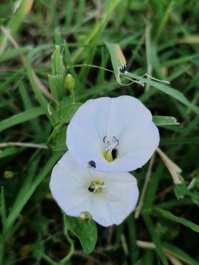 Two white bindweed flowers are in bloom, one slightly above the other. Each flower has five petals and a yellow center with purple stamen. A small black insect is visible inside each flower. The flowers are surrounded by green grass, some of which is blurred due to the shallow depth of field. The location is a field in Bahovitsa, Bulgaria.