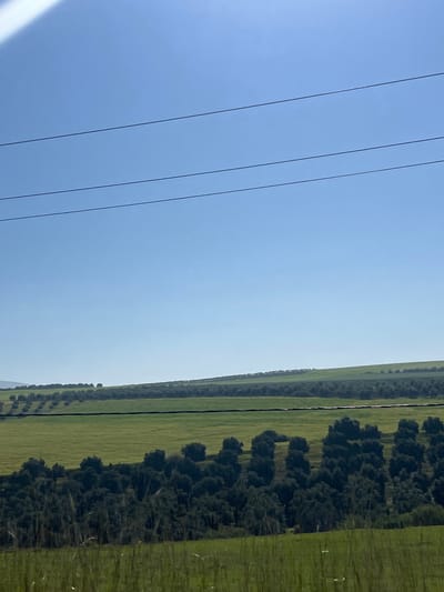 A horizontally-oriented medium shot shows a landscape taken in the Mrhassiyine region of Morocco. On the left, four thin black lines, likely power lines, stretch diagonally across a pale blue sky. The right side of the frame is occupied by a horizontal stretch of land consisting of three different bands of vegetation. The leftmost band is a row of evenly spaced, dense trees, casting dark shadows. Next to this is a broader strip of lighter green vegetation, possibly a field. The final band on the right is a thicket of dense, darker green foliage. The sky is hazy and uniform. Overall, the scene presents a view of rural Morocco, emphasizing a blend of natural and man-made elements.
