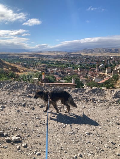 In the city of Avanos İlçe Merkezi, Turkey, a medium-sized, long-haired brown dog walks on a leash on a dirt path. The dog is facing left and appears to be looking down. The path is covered with small rocks and dirt. In the background, a city with red-tiled roofs stretches across a valley. Several mosques with minarets are visible among the buildings. The landscape beyond the city is arid and hilly, with distant mountains under a bright blue sky with scattered white clouds. The lighting suggests it is daytime, likely late morning or early afternoon.