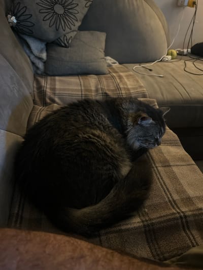 A fluffy, dark gray and brown cat is curled up asleep on a brown and beige plaid blanket, which is draped over a couch. The cat is positioned in the center of the frame, with its head tucked into its body. The couch appears to be a sectional, and there are several throw pillows on it. One pillow has a floral pattern in black outline on a gray background. To the right of the cat, some electrical cords and a yellow power adapter are visible, suggesting the couch is near a power outlet. A small yellow object, possibly a ball, is also on the couch. The lighting in the room is dim, suggesting it is evening or the blinds are closed. The image does not provide any information to indicate its location in Ramla, Israel.