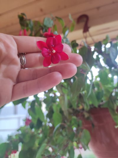 A close-up, shallow depth of field shot captures a person's hand gently holding a vibrant pink fuchsia flower. The hand, adorned with two thin, silver-toned rings on the ring finger, is positioned in the foreground, with the flower blooming just above the fingertips. In the blurred background, lush green foliage of a fuchsia plant is visible, hanging in a terracotta pot. The setting appears to be an outdoor area with wooden beams overhead, suggesting a porch or gazebo. The specific location in Alabino, Russia, is not determinable from the visual information provided.