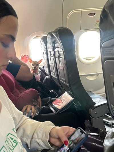 An airplane interior is visible, showcasing a passenger capturing a photo with their phone. An adjacent seat holds a small Chihuahua wearing a pink shirt and collar, peering curiously over the headrest. Overhead compartments and passenger seats are visible, along with an airplane window. The scene is somewhat cramped.