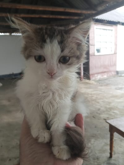 A fluffy kitten, predominantly white with tabby markings on its head and tail, sits in a person's hand. The kitten has large, curious eyes and a small pink nose. Its fur is long and somewhat disheveled, giving it a wild appearance. The kitten's tail, a dark brown color, curls around its body. The background suggests an outdoor setting, possibly a yard or patio area, with a concrete floor and a rustic wooden structure overhead. In the distance, a building with windows is visible, along with a wooden table on the right side of the frame. The lighting indicates it could be daytime, though the sky is not visible. The overall scene conveys a sense of tenderness and innocence, with the kitten appearing calm and comfortable in the person's hand. There is no visible text in the image.