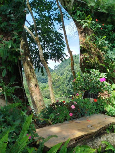 The image depicts a scenic view of Cam Ly waterfall in Da Lat, Vietnam, captured through a large, oval-shaped mirror strategically placed amidst lush greenery. The mirror reflects a broader panorama of the surrounding landscape, including the cascading water of the falls, dense foliage, and a cloudy sky.

In the foreground, a wooden surface, possibly a bench or table, is visible, partially covered by ferns and other plants. The mirror itself is framed by the natural environment, with trees, vines, and flowers of various colors, including vibrant pink and red, adorning the scene. The lighting suggests it's daytime, with sunlight filtering through the leaves, creating dappled shadows.

The reflection in the mirror shows the Cam Ly waterfall in its entirety, with water flowing down rocky outcrops and into a body of water below. The backdrop is a steep, forested hillside, characteristic of Da Lat's mountainous terrain. The scene evokes a sense of tranquility and natural beauty, highlighting the harmonious integration of the mirror with the natural landscape. There are no people visible in the image.