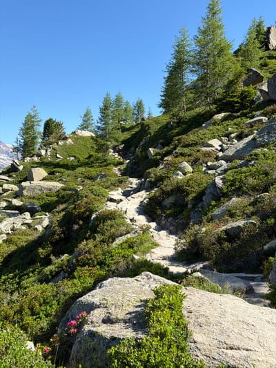 This is a photograph of a rocky mountain slope in Chamonix-Mont-Blanc, France, under a clear blue sky. A narrow, winding dirt path ascends the slope, passing through patches of low-lying green shrubs and scattered large grey rocks. Several coniferous trees are visible on the upper slopes and along the ridge line. The foreground features large rocks and more of the green vegetation. There are a few small pink flowers blooming amidst the foliage in the lower left and middle sections of the image. No people or animals are present.
