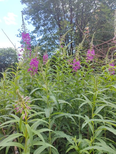 A close-up, eye-level shot captures a dense patch of purple fireweed flowers with tall green stems and leaves. The flowers are clustered at the tops of the stalks, creating vibrant splashes of color. Behind the fireweed, a blurred background shows the green foliage of trees and a hint of a blue sky with scattered clouds. A dark brown metal fence is partially visible in the upper right quadrant, suggesting an outdoor setting such as a garden or a natural area. The image appears to be taken during daylight hours.