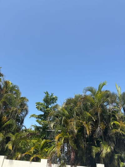 The image captures a clear blue sky above a dense canopy of palm trees and other tropical foliage. The foliage is lush and varied in color, ranging from deep green to yellowish-green, with some dry, brown fronds interspersed. The palm fronds are feathery and fanned out, creating a layered effect. In the foreground, a section of a light-colored concrete wall runs horizontally across the bottom of the image, suggesting a boundary or structure. The lighting indicates it is daytime, with the sun high in the sky. The scene is suggestive of a tropical or subtropical climate. The location is Holmes Beach, United States of America.