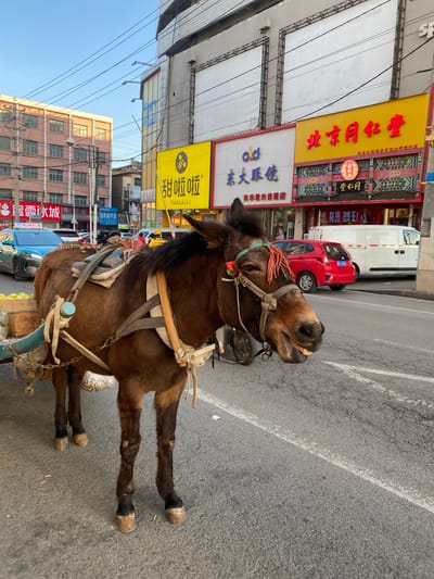An upright medium shot depicts a brown mule harnessed to a cart on a Jinzhou, China street. The mule wears a decorative headstall with orange tassels and a working harness. It stands on gray asphalt with white lane markings, its head turned toward the camera, partially revealing its teeth. Background elements include a red compact car, a white van, and a variety of commercial storefronts with Chinese writing in red and yellow. The buildings are a mix of architectural styles, from low-rise to multi-story, reflecting a densely populated urban environment. Overhead utility wires crisscross the blue sky.