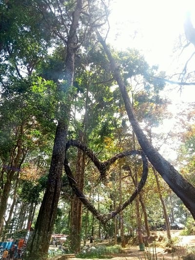 The image depicts a sunlit outdoor scene within a densely wooded area in Kuwukan, Indonesia. A large, dark heart-shaped structure, fashioned from intertwined branches or vines, is centrally positioned and suspended between two prominent trees in the midground. This structure has thin, light-colored material wrapped around parts of its form. Numerous tall trees with green foliage and textured bark fill the frame, with bright, overhead sunlight causing lens flare and illuminating the canopy. The ground consists of natural earth and sparse green vegetation. In the background, multiple human figures are visible walking or standing on a dirt path, with some gathered near a colorful structure on the far left. A dark-colored vehicle is partially visible on a dirt road in the far right background.