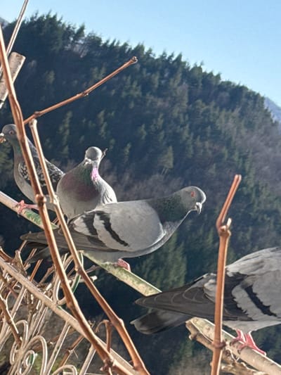 The location is Bukovo, Bulgaria. Five common rock doves (Columba livia domestica) are present, perched upon a decorative metal railing and intertwined bare woody vines, which dominate the image foreground. A pigeon in the mid-left exhibits grey plumage with iridescent green and purple neck feathers, oriented left. A central pigeon, grey with black wing bars and reddish eyes, faces right. Two pigeons are visible to the right, partially obscured by foreground elements. A fifth pigeon is largely out of frame on the far left. A thin green horizontal element serves as a perch for some birds. The background consists of a steep hillside densely forested with coniferous trees under a clear, light blue sky. Direct sunlight illuminates the scene.