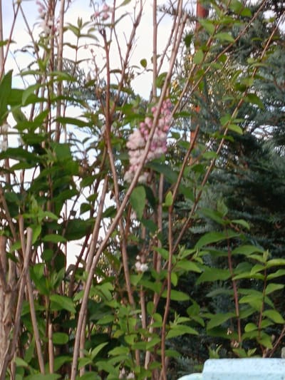 The image shows a close-up of a dense bush with many thin, brown stems and green leaves. In the background, there is a large evergreen tree, likely a conifer, with dark green foliage. In the upper right and upper left of the image, small clusters of pale pink and white flowers are visible on the bush. The overall impression is of a natural setting, possibly a garden or park. The location is identified as Смілавіцкі сельскі Савет, Belarus, which is a rural administrative unit in the Minsk Region. There are no people or animals visible in the image, and no specific actions are depicted. The lighting suggests it might be daytime, possibly overcast or late afternoon, given the soft light. A portion of a light blue object, possibly a fence or bench, is visible in the bottom right corner of the frame.