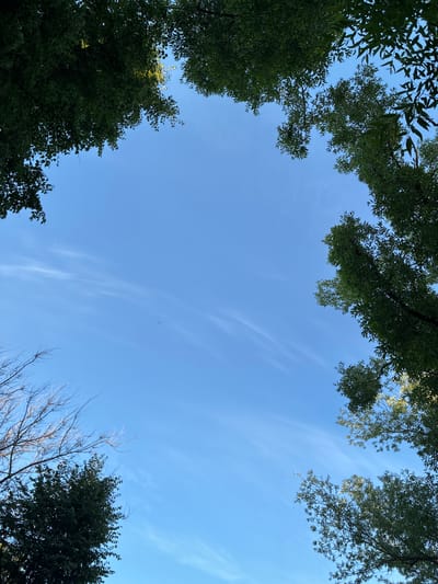 The image shows a clear blue sky with sparse, wispy clouds, framed by the leafy branches of trees. In the lower center of the image, a small white airplane is visible, appearing as a tiny speck against the vast expanse of the sky. The trees are a mix of lush green foliage and some bare branches, suggesting a temperate climate possibly transitioning between seasons. The perspective is looking directly upwards from the ground. The scene is devoid of any human presence or identifiable structures. The location in Il'inskoye, Russia, is not evident from the visual elements of the image.