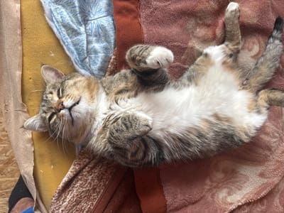 A calico cat is sleeping on its back, with its belly exposed, on a pinkish-brown textured blanket. The cat's eyes are closed, and its head is tilted slightly back. One of its front paws is curled up near its face, and its hind legs are spread apart. To the left of the cat, there is a yellow foam pad and a blue and white patterned fabric. The scene appears to be indoors, possibly in a domestic setting in Otradny, Russia, given the context of the request. The lighting suggests it is daytime.
