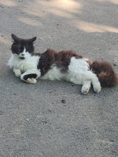 A medium shot captures a fluffy, long-haired cat with black and white markings lying on a rough, grey asphalt surface. The cat is positioned diagonally across the frame, facing the viewer with its head slightly turned. Its fur is predominantly white on its chest and paws, with black patches on its head and one of its front paws. Brown fur is visible on its back and its tail, which is thick and fluffy. The cat's eyes are open, and it appears to be relaxed. The background is out of focus, but shows a hint of dappled sunlight filtering through leaves, suggesting an outdoor setting, possibly in Smoline, Ukraine.