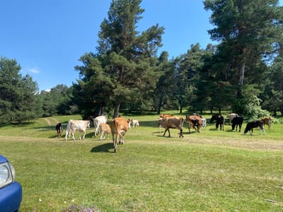 A herd of cattle grazes on a grassy field in Batak, Bulgaria. The scene is set under a clear blue sky, suggesting a sunny day, possibly late morning or early afternoon. Tall pine trees dot the landscape, providing a backdrop of natural beauty. The cattle, a mix of breeds and colors including brown, white, and black, are spread across the field. Some are grazing peacefully, while others are walking or standing. In the foreground, the front of a blue car is visible, suggesting that the photographer is observing the scene from a vehicle. The overall atmosphere is serene and pastoral, highlighting a typical rural Bulgarian setting.