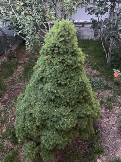 The image shows a well-maintained garden in Dzoraghbyur, Armenia, with a focus on a conical evergreen shrub in the foreground. The shrub is lush and green, with dense foliage that tapers to a point. Surrounding the shrub is a mix of grass and bare soil, with fallen leaves scattered on the ground. In the background, other trees and plants are visible, including a rose bush with a single pink flower. A building wall, partially covered with vines, can be seen behind the vegetation. The lighting suggests it is either early morning or late evening, with soft shadows indicating diffused light. There are no people or animals present in the image.