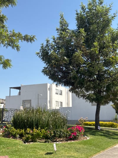 This outdoor daytime image captures a serene residential or suburban scene, likely in San Francisco Ocotlán, Mexico, under a clear, bright blue sky.

The prominent subject is a large, lush green tree occupying the left side of the frame, with its dense foliage extending across the sky. The tree's sturdy trunk is visible on the right, rooted in a well-maintained lawn of vibrant green grass.

Behind the tree and the landscaped garden is a multi-story, white building with a clean, modern architectural style. Several rectangular windows with grates are visible, and a lower section of the building features what appears to be a balcony or roof terrace.

The foreground and right side are dominated by meticulously arranged landscaping. A curved flower bed separates the lawn from the building, filled with a variety of plants. These include tall, spiky green plants, bushes bearing bright pink bougainvillea flowers, and other green foliage. A yellow-green hedge runs along the base of the building. A decorative metal fence or railing is partially visible at the bottom.

The bright blue sky and strong shadows indicate it is a sunny day. No specific activities or people are depicted.

Two small signs are visible: a white sign with a red "no" symbol (a circle with a diagonal line) is attached to the tree trunk. Another small white marker with unreadable red text (possibly "SAB") is planted in the flower bed on the far right. The overall scene conveys a sense of peacefulness and careful upkeep.