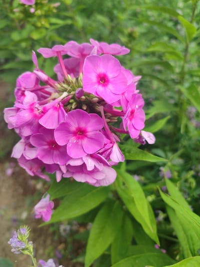 A cluster of vibrant pink phlox flowers with distinct yellow centers is in sharp focus in the foreground of the image. The flowers are densely packed, with some petals slightly curled and others showing subtle white speckling. Behind the prominent pink blooms, a blur of green foliage creates a soft, natural backdrop. To the lower left, a small sprig of delicate, light purple flowers adds a contrasting color and texture. The background suggests an outdoor setting, possibly a garden, with hints of brown soil and a further scattering of unfocused greenery and possibly other small flowers. The lighting is even, highlighting the rich colors of the blossoms without harsh shadows. The image was captured in the city of Жаңы-Абад, Kyrgyzstan.
