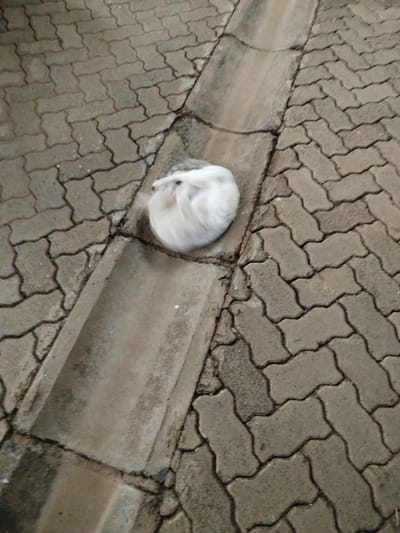 A white cat is observed curled into a tight ball, resting peacefully within a concrete drainage channel. The channel is set into a paved area constructed with grey interlocking pavers. The ground shows signs of wear and appears somewhat damp or stained, indicating a lived-in outdoor environment. The overall lighting is muted, suggesting either an overcast day or the approach of dusk. The cat's fur is predominantly white with subtle hints of grey visible on parts of its body. The scene is located in Kihara ward, Kenya. There is no visible text in the image.
