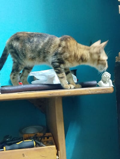 A tabby cat is positioned on a wooden shelf in front of a teal-colored wall. The cat is facing towards the right side of the frame, with its head lowered and appearing to be looking at a small, white, sculpted cherub figurine on the shelf. The cat's tail extends towards the left. Below the shelf, a drawer is partially visible containing various tools, including a screwdriver with a yellow and black handle. The environment appears to be indoors, likely a home or workshop. The image captures a moment of interaction or curiosity between the cat and the figurine.
