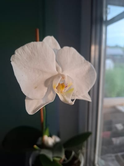 A close-up shot shows a white orchid in bloom, with its delicate petals unfurling. The flower's center is adorned with yellow and red markings. The orchid is supported by a thin, wooden stake, and its green leaves are visible at the bottom of the frame. The background features a dark, out-of-focus wall on the left and a window on the right, through which a blurry outdoor scene with trees and buildings can be seen. The lighting suggests it is either early morning or late afternoon. This image was captured in Sosnovka, Russia.