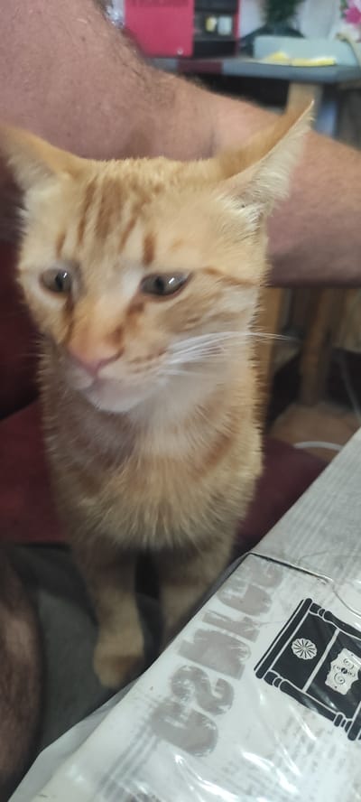 A close-up shot captures an orange tabby kitten in the foreground, looking slightly downwards with its ears pointed upwards. The kitten's face is a warm, fuzzy expanse of orange fur with subtle tabby markings. Its eyes, with dark pupils and lighter irises, are partially obscured by shadows, giving them a somewhat melancholic appearance. White whiskers fan out from its muzzle, and its pink nose is prominent.
Behind the kitten, a person's arm, covered in sparse hair, is visible. The background is out of focus, but hints of furniture, including a red object and a wooden surface, can be discerned. In the lower right corner of the image, a plastic-wrapped package with Japanese characters and an illustration of what appears to be a temple or shrine is partially visible. The overall scene is intimate and casual, suggesting a domestic setting. The image is likely taken indoors in Kobeliachok, Ukraine, given the context provided, though no specific landmarks or environmental cues in the image directly confirm this location.