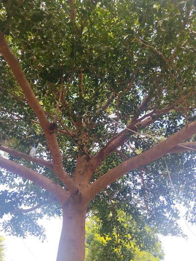 The image shows a low-angle view looking up into the canopy of a large tree. The tree has a thick, light brown trunk that branches out into many substantial limbs. The branches are covered in dense, dark green foliage. The leaves are small and oval-shaped, creating a thick, leafy crown. Sunlight filters through the leaves, creating a dappled effect and highlighting the bright sky in some areas. A few white strings or wires are visible amidst the branches, possibly utility lines or decorations. In the background, hints of other green foliage suggest the tree is part of a natural environment or park. The overall impression is of a lush, verdant scene, likely during daylight hours with clear skies. The image appears to be taken in Mangu Town, Nigeria.