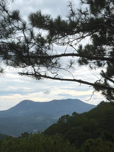This image captures a scenic view from the Xuan Truong area of Da Lat, Vietnam. In the foreground, the dark, silhouetted branches of a pine tree stretch across the frame, obscuring parts of the sky and the landscape below. The sky itself is overcast with varying shades of gray and white clouds. Below the foreground branches, a dense forest of pine trees blankets rolling hills. Further in the distance, a series of blue-toned mountains form the horizon, with the largest peak featuring a lighter cap, possibly indicating a cleared summit or a geological feature. The overall atmosphere is serene and natural, with the evergreen forest dominating the middle and lower portions of the image.