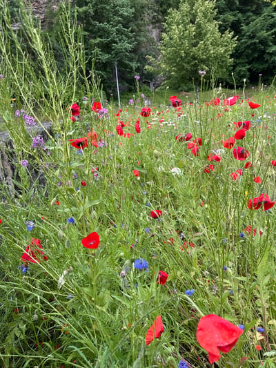 The image captures a close-up view of a vibrant wildflower meadow, predominantly featuring red poppies and scattered blue cornflowers. The flora is dense and lush, with tall, slender green stalks and leaves dominating the foreground and mid-ground. The poppies, with their characteristic delicate red petals, are in various stages of bloom, some fully open and others in bud. The blue cornflowers provide a striking contrast to the red poppies and the dominant green of the foliage. In the background, hints of a rocky cliff face and dense green trees suggest a natural or semi-natural environment, possibly on the outskirts of a town or in a park setting. The lighting appears to be natural daylight, and the overall impression is one of a thriving, wild ecosystem. This scene is located in Meiringen, Switzerland, a place known for its stunning natural beauty and alpine landscapes.