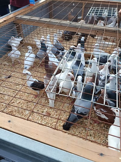 An outdoor, medium-angle, eye-level shot captures a wire cage filled with pigeons. The cage is constructed with a wooden base and metal wire mesh, resting on a metal frame. Sawdust lines the bottom of the cage. A variety of pigeons are visible, including white, grey, and speckled birds. Some pigeons are in groups, while others are more isolated. The pigeons appear to be in a marketplace setting, with what looks like a person's arm wearing a maroon shirt visible at the top left of the frame, holding an orange and blue spray can. The background is blurred, suggesting the photograph was taken in an outdoor urban environment. The overall scene depicts a bird market or sale.