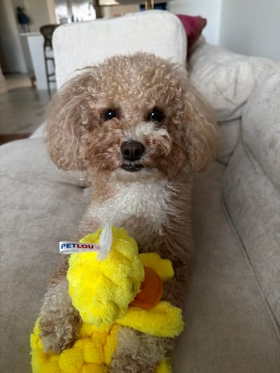 A light brown poodle with curly fur sits on a cream-colored sofa, holding a bright yellow duck toy in its paws. The toy has orange accents and a white tag that reads "PETLOU". The dog is looking directly at the camera with its mouth slightly open. The background shows a blurry living room with furniture and a hint of a kitchen area.
