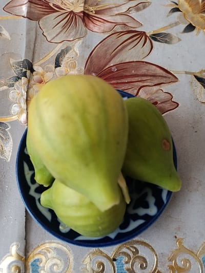 A close-up, high-angle shot shows three unripe green figs nestled in a small, dark blue ceramic dish. The dish has a white, intricate floral pattern. The figs are a pale green with some slight yellowing and one fig has a small, reddish-brown blemish. They are stacked in a slightly precarious arrangement, with one fig prominently in the foreground, obscuring parts of the others. The figs and dish rest on a textured surface that appears to be a tablecloth or placemat, decorated with an elaborate pattern of stylized flowers in shades of deep red, gold, and white, with black accents. The background shows more of this floral design. The overall impression is a still life arrangement of fruit on a decorative surface. The scene is indoors.