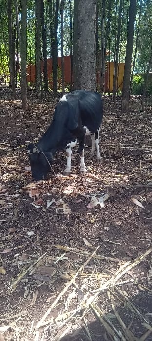 The image displays a black and white bovine, likely a young calf or heifer, positioned on dark, exposed earth. The animal is tethered by a rope around its head and has its head lowered towards the ground, indicating foraging or grazing. Its coat is predominantly black with distinct white markings on its forehead, underbelly, and lower legs. The ground is covered with fallen dry leaves, twigs, and scattered light-colored plant stalks. A piece of white and pink debris is visible on the ground near the bovine's front hooves. The background features a dense stand of tall, slender trees with green foliage. Beyond the trees, a structure with segments painted in orange and yellow is visible, consistent with a fence or wall. The scene is illuminated by natural daylight, casting dappled shadows on the ground. This occurs in Getenga ward, Kenya.