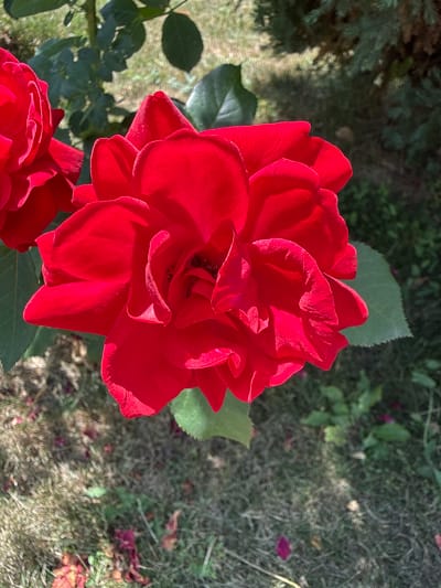 A close-up, overhead shot shows a vibrant red rose in full bloom, dominating the center of the frame. The petals are layered, with the outer ones unfurling to reveal the intricate structure of the flower. Sunlight casts shadows and highlights, emphasizing the velvety texture of the petals. To the left, another red rose bud or partially opened bloom is visible.
The background consists of a mix of elements. Green leaves, some in sharp focus and others blurred, frame the rose. In the upper background, a dark green, coniferous tree provides a contrasting texture and color. The ground below is covered with dry grass, fallen leaves, and scattered rose petals, suggesting an outdoor garden setting.
The specific location is identified as Yakushyntsi, Ukraine, though no visual cues within the image directly confirm this. The scene appears to be a snapshot of a well-maintained garden on a sunny day. There are no people or animals present. The focus is entirely on the natural beauty of the rose and its surroundings.