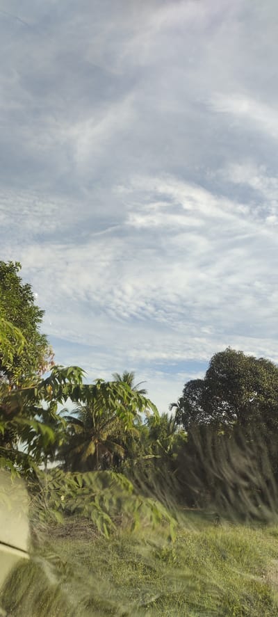 The image shows a landscape scene with lush green foliage in the foreground and a cloudy sky in the background. The foliage consists of various trees and plants, including palm trees and leafy branches that appear to be close to the camera, possibly viewed through a window due to reflections. The sky is filled with white, wispy clouds against a pale blue background, suggesting a daytime setting. The overall impression is of a tropical or subtropical environment. The image appears to be taken from a moving vehicle, as indicated by the blurred streaks on the right side of the frame, which could be raindrops or dust on a window. There are no people or animals visible in the image. The location is identified as Cotara, Indonesia.