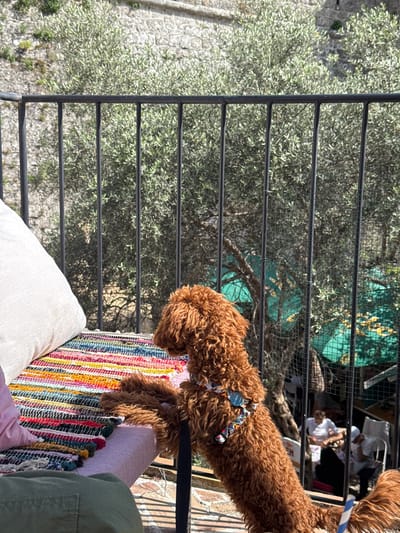 From an elevated position in Bartula, Montenegro, a brown Goldendoodle dog with a patterned collar is standing on a colorful striped rug placed on a chair. It is leashed and secured to the black railing of the elevated platform. Below the platform, several people are seated outdoors. The scene is taken during the day, with trees and stone structures visible in the background. A white pillow is in the foreground.