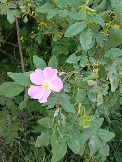 A single, delicate pink rose bloom with five petals and a yellow center is the focal point of this outdoor, close-up shot. The rose is nestled amongst a dense cluster of green leaves. The leaves are ovate with serrated edges, and some show signs of weathering with a slightly dusty appearance. The background is a dark, blurry expanse of more foliage and branches, suggesting a natural, uncultivated setting. A thin, thorny branch is visible on the left side of the frame, adding to the wild, natural feel. The lighting appears to be soft, indicating it might be daytime, possibly late afternoon or early morning given the subdued light. No people or text are visible in the image. The overall impression is one of natural beauty and the quiet presence of flora in a somewhat wild environment. The location context is Shil'tsevo, Russia.