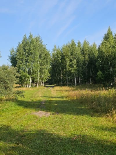 The image shows a natural landscape with a dirt path leading into a forest. The path is bordered by green grass and tall trees. The sky is blue with a few wispy clouds. There are no people or animals visible in the image. The environment suggests a rural or wooded area.