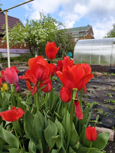 The image displays a vibrant garden scene, likely in Kolosisty, Russia, centered on a cluster of red tulips. Several large, bright red tulips are in various stages of bloom in the foreground and midground, with some petals appearing slightly wilted or bearing water droplets. Their thick green stems and broad leaves fill the lower part of the frame. Among the dominant red flowers, hints of pink and yellow tulips are visible on the left.

The ground beneath the flowers is largely covered with black gardening fabric, through which small green plants sprout. In the background, on the left, a house with a brown gabled roof is partially obscured by trees blossoming with white flowers. A metal bar, possibly part of a clothesline or support, crosses the upper left corner. On the right side of the background, another house with a dark green gabled roof stands behind some greenery, next to a large, clear, arched greenhouse. The sky above is bright blue with scattered white clouds, indicating a clear daytime setting. No people or visible text are present. The scene conveys a sense of flourishing spring or early summer, highlighting the beauty of the blooming flowers in a cultivated, residential or rural environment.