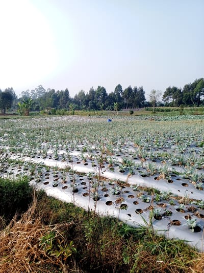 The image depicts a vast agricultural field in Bellanneoya, Sri Lanka, under a clear sky. The field is covered with white plastic mulch, with rows of young green plants emerging from circular cutouts. These plants appear to be either onions or a similar leafy vegetable, with slender green stalks and visible root systems. In the background, a dense line of trees and foliage separates the field from the horizon, with a hazy, mountainous landscape visible further beyond. Some banana trees are also present among the vegetation. The foreground of the image features dry, brown grass and weeds, indicating a transition from cultivated land to a more natural, untamed area. No people are visible in the scene. The overall impression is one of agricultural cultivation and the natural landscape of a rural Sri Lankan setting.