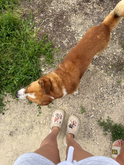 In Sovkhoza "Razdol'e", Russia, a medium-sized, ginger-colored dog stands on a gravel path, its head lowered towards a patch of green vegetation. The dog has white markings on its face and chest. In the foreground, a person's legs are visible, wearing light-colored Crocs adorned with various charms, and what appears to be a grey skirt or shorts. Another person's feet, wearing slides with yellow text, are visible to the right. The environment is a mix of dry ground, small stones, and green plants.