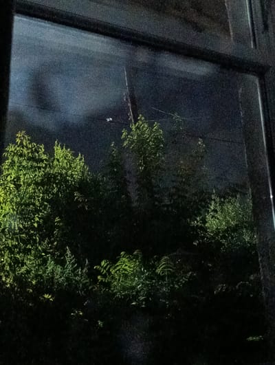 A nighttime view through a window in Lebedinovka, Kyrgyzstan, reveals a dark, hazy sky with subtle reflections and a distinct streetlight visible in the distance. Below the sky, dense foliage of trees and shrubs is illuminated by an unseen light source, casting a greenish glow on the leaves and branches. The overall impression is one of urban greenery against a night sky, viewed from an indoor perspective.