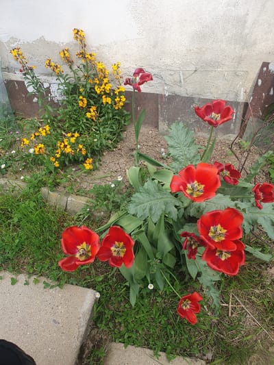 This media file presents a vibrant outdoor garden scene in Хаджийско, Bulgaria, showcasing a colorful array of blooming flowers. The main subjects are several clusters of bright red tulips, many of which are in full bloom, revealing their distinct yellow and dark centers. Some tulip petals appear to have moisture droplets on them.

To the left, a large bush of yellow wallflowers with numerous small blossoms adds a contrasting hue to the garden. Scattered across the green grass and patches of bare soil are small white daisies. Among the tulips, larger, lobed green leaves are visible, possibly belonging to another plant species like poppies, sharing the garden space.

Man-made elements include a textured, light-colored concrete path or slab bordering the garden on the right and bottom, and a worn, off-white painted wall or foundation on the left side of the frame. Below the white wall, a strip of rusted brown metal or wood is partially visible. The scene is illuminated by bright, natural daylight, suggesting either an overcast day or mid-day sun, as no harsh shadows are apparent. No activity or event is taking place; the image is a still capture of a flourishing garden. On the concrete path near the upper left, beneath a piece of clear plastic or glass, there is a small white label with unreadable text. The overall atmosphere conveys the beauty of spring or early summer in a domestic or semi-wild setting.