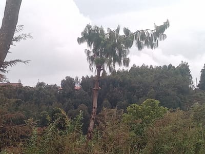 The scene depicts an outdoor landscape in Limuru Central ward, Kenya, under an overcast sky. The foreground is composed of dense shrubbery and smaller trees with mixed green and brown foliage. In the mid-ground, a tall, slender tree with a light brown trunk and long, drooping green needles from its upper branches stands centrally. A portion of a thicker tree trunk with some attached foliage is visible on the far left. The background features a dense expanse of dark green trees, forming a canopy that extends towards the horizon. Within this distant tree line, several structures with reddish-brown roofs are partially visible. No individuals or specific actions are observed.