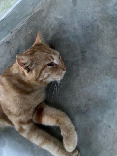 The image depicts an orange tabby cat lying on a concrete surface. The cat is positioned in the lower left portion of the frame, with its head turned to the right. Its fur exhibits characteristic stripes of varying shades of orange and brown. The concrete ground appears to be outdoors, possibly in a courtyard or walkway, with a slight slope. The background is a uniform gray concrete texture. There are no visible human figures or other animals in the scene. The lighting suggests it may be daytime, with soft illumination casting no strong shadows. The location is identified as Sekar Mawar, Indonesia.